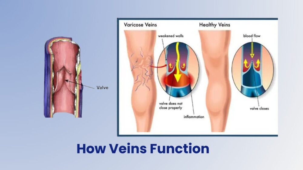 Vein Function: Understanding and Recognizing Symptoms of Venous Conditions - Best Vein Varicose Clinic in Victoria Melbourne